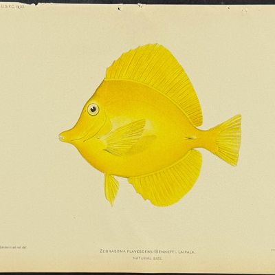Bien, Hawaii - Yellow Tang [Zebrasoma Flavescens]