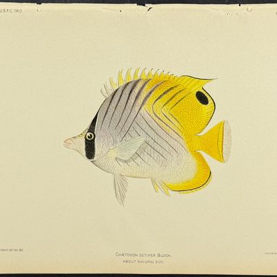 Bien, Hawaii - Threadfin Butterflyfish [Chaetodon Setifer]