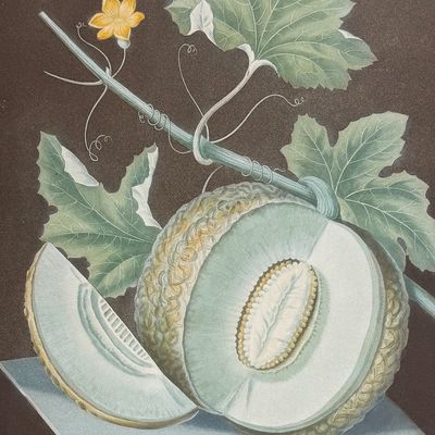 Brookshaw, Folio - Melon [Green Flesh Melon]
