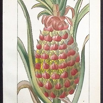 Descourtilz - Pineapple