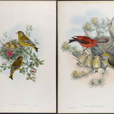 Gould, Great Britain - 3 Bird Lithographs of Greenfinch, Crossbill, & Redpole