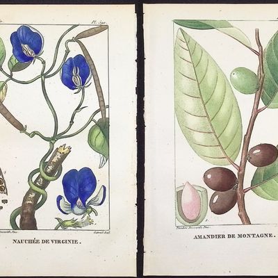 Descourtilz - 6 Botanical Engravings