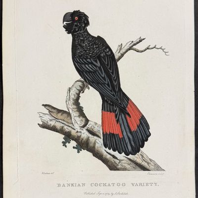 Philip, Australia - Bankian Cockatoo [Banksian or Red-tailed Black Cockatoo]