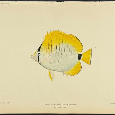 Bien, Hawaii - Millet Butterflyfish [Chaetodon Miliaris]