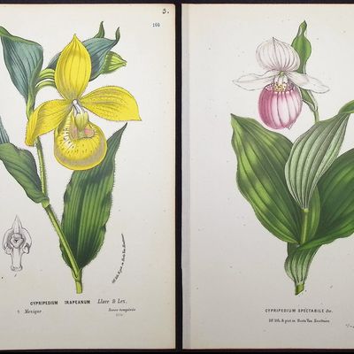 Van Houtte - 4 Lady's Slipper Orchid Prints