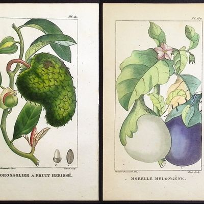 Descourtilz - 5 Botanical Engravings (Soursop, Eggplant,