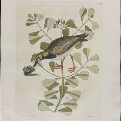 Catesby, Folio - Turn Stone or Sea Dottrel. 1-72
