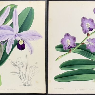 Warner - 6 Orchid Lithographs