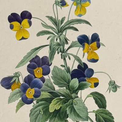 Redoute, Choix, Rare Folio - Wild Pansy [Viola Tricolor]