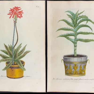 Weinmann - 4 Potted Aloe Engravings