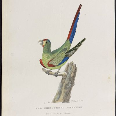 Philip, Australia - Red Shouldered Parrakeet