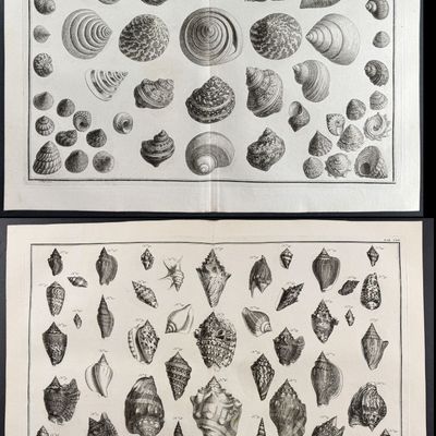 Seba - 4 Shell Engravings
