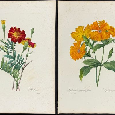 Redoute, Choix - 4 Botanical Engravings