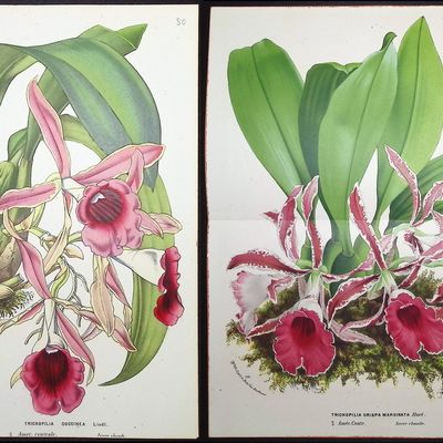 Van Houtte - 6 Orchid Prints
