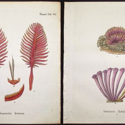 Esper - 8 Coral or Sea Life Engravings