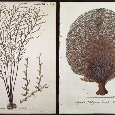Esper - 8 Coral or Sea Life Engravings