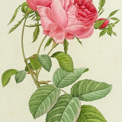 Redoute, Choix - Rose