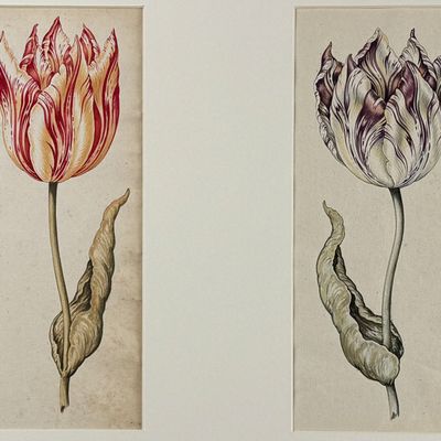 Claesz - Pair of Original Watercolors of Tulips