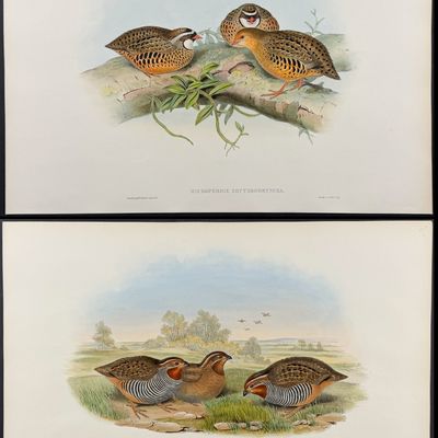 Gould, Asia - 4 Bird Lithographs (Partridge, Bush-Quail, Hemipode)