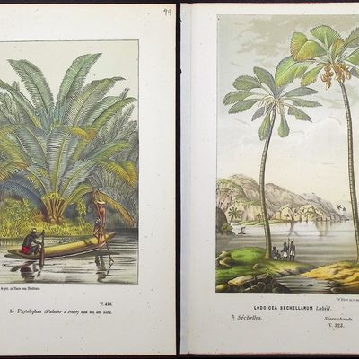Van Houtte - 4 Palm Tree Prints