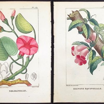 Descourtilz - 5 Botanical Engravings (Bindweed, Pea Plant)
