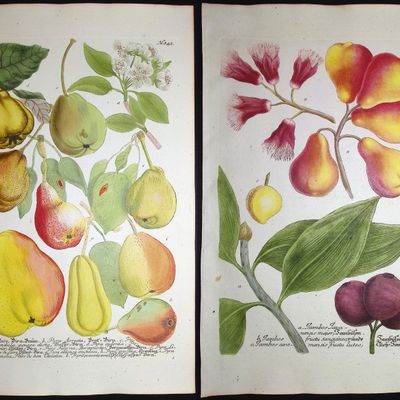Weinmann - 3 Pear Engravings