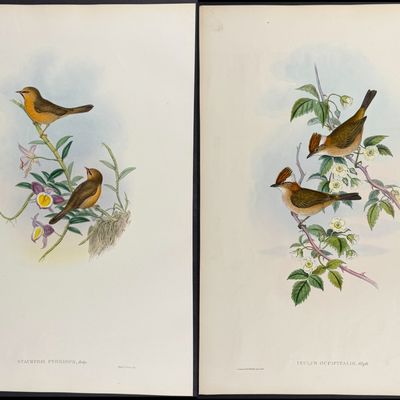 Gould, Asia - 4 Bird Lithographs (Ixulus, Stachyris)