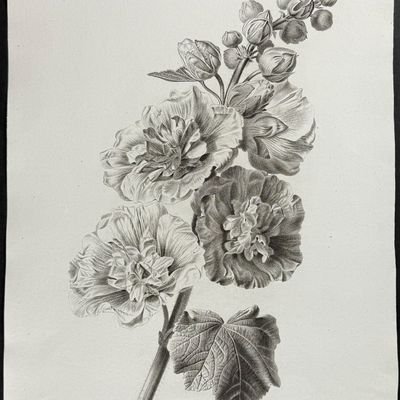 Spaendonck - Hollyhock