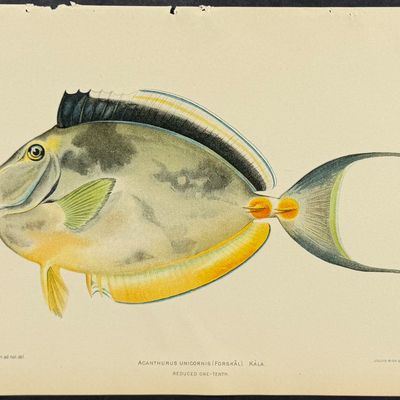 Bien, Hawaii - Kala or Bluespine Unicornfish [Acanthurus Unicornis]