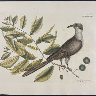 Catesby, Folio - Cuckow of Carolina with Chinkapin. 1-9