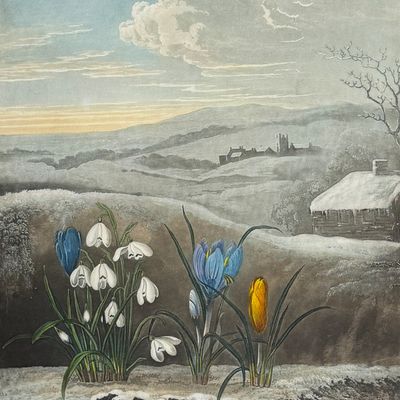 Thornton, Folio - The Snowdrop