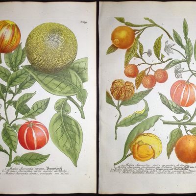 Weinmann - 3 Crabapple Engravings