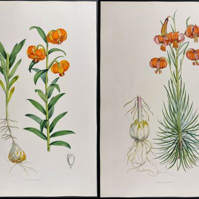Elwes & Fitch - 4 Folio Lily Lithographs
