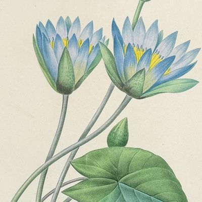 Redoute, Choix - Egyptian Lotus or Water Lily [Nymphaoea Coerulea]