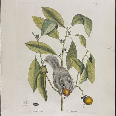 Catesby, Folio - Flying Squirrel with Persimmon. 2-76