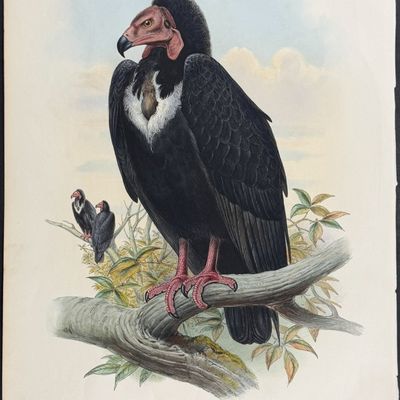 Gould, Asia - Black Vulture [Otogyps Calvus]