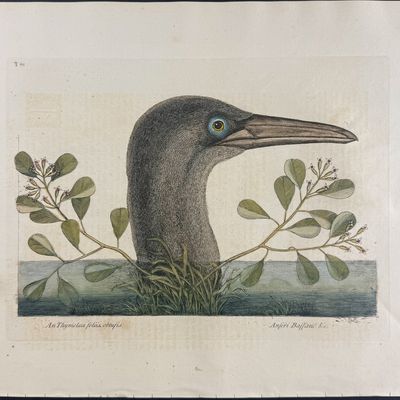 Catesby, Folio - Great Booby. 1-86