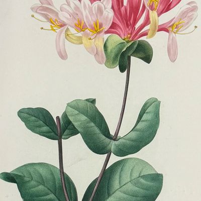 Redoute, Choix - Honeysuckle [Lonicera]