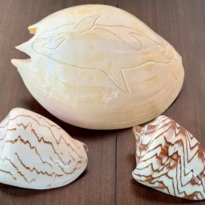 Hand Carved Large Volute Shell With Engraved Dolphin And (2) Noble Volute Parva Shells