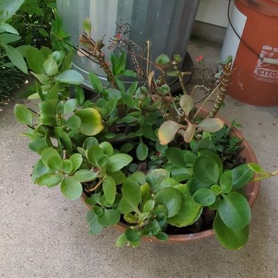 Sale Photo Thumbnail #701: Kalanchoe blossfeldiana in Terra Cotta Planter