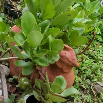 Sale Photo Thumbnail #360: Terracotta Hen Planter