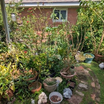 Sale Photo Thumbnail #149: Garden plants