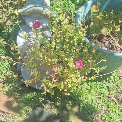 Sale Photo Thumbnail #305: Vintage Concrete Garden Statue - Child with Hat