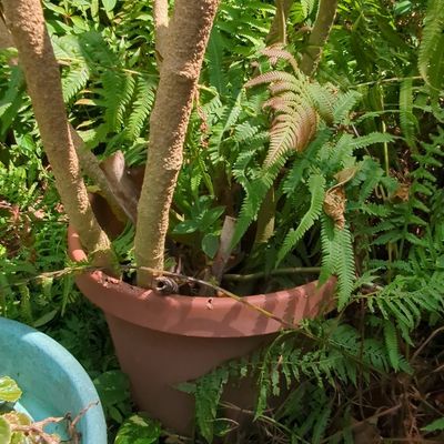 Sale Photo Thumbnail #195: Large Plastic Planter Pot