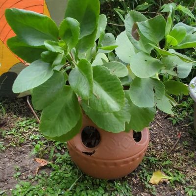 Sale Photo Thumbnail #364: Terracotta Strawberry Planter with Kalanchoe Daigremontiana (Mother of Thousands)