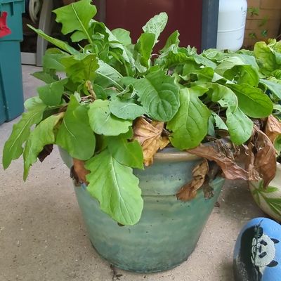 Sale Photo Thumbnail #111: Arugula Plant in Glazed Ceramic Garden Planter