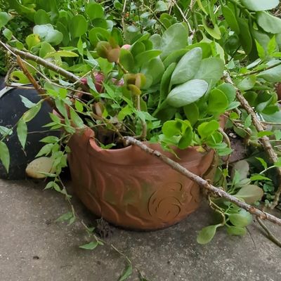 Sale Photo Thumbnail #700: Terracotta Embossed Garden Planter with Kalanchoe Plant