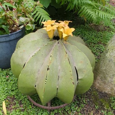 Sale Photo Thumbnail #237: Handmade Metal Barrel Cactus Garden Art