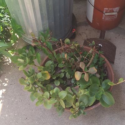 Kalanchoe 'Dragonfire' in terra cotta planter