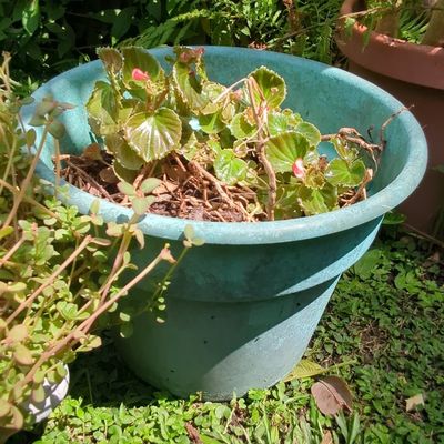 Sale Photo Thumbnail #1006: Resin Garden Planter